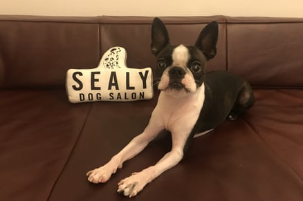 DOG SALON SEALY　ドッグサロンシーリー　表参道　南青山　外苑前　神宮前　トリミングサロン　射手今日子　イデキョウコ　トイプードル