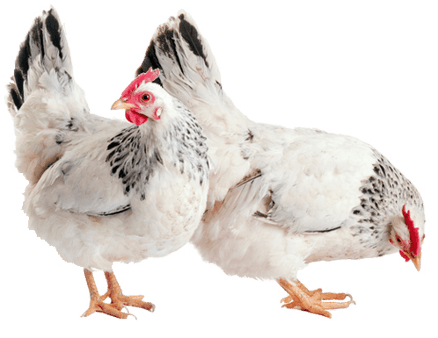 poule detourée pour illustration png