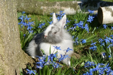 Löwenköpfchen rhön