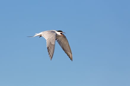 Flussseeschwalbe (Foto: Thomas Hafen - www.natur-fotografieren.de) 