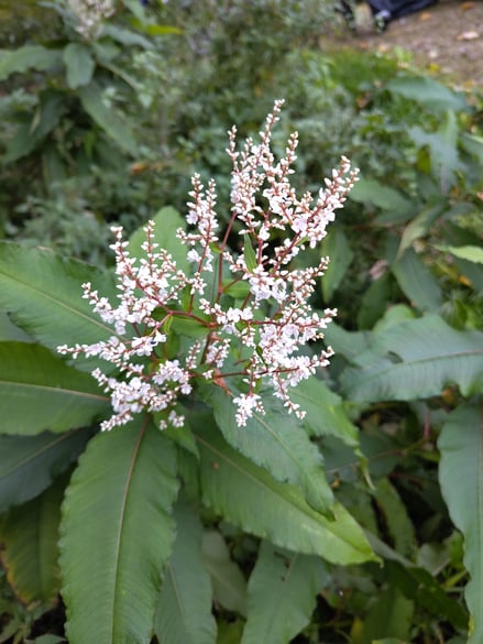 Himalaja-Knöterich (Wölflinswil, Oktober 2025)