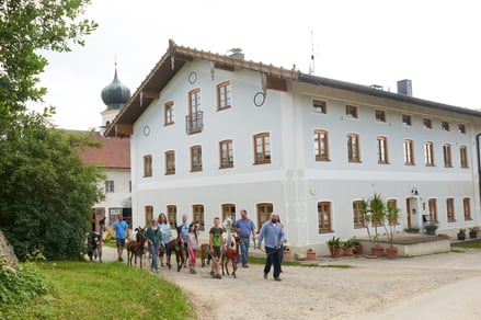 Hofbereich des Pointnerhofs mit Alpakas