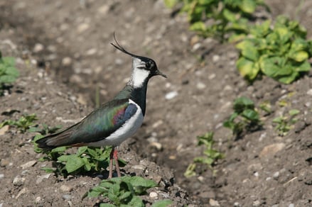 Ein Kiebitz steht auf einem Salatfeld