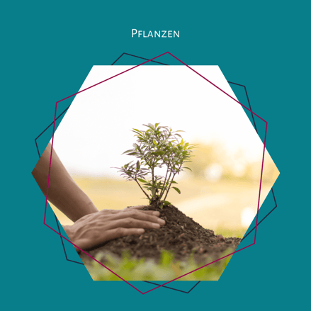 Pflanzen: Mit Plan zum Roman