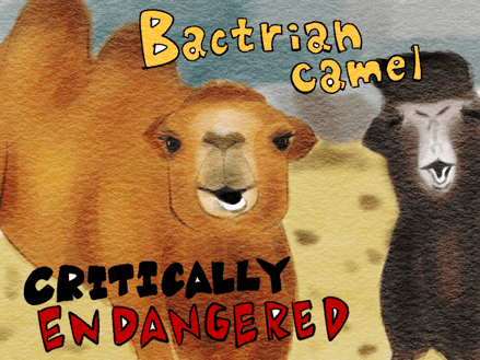 野性では生き残れない!? フタコブラクダは絶滅寸前　ⓒL13