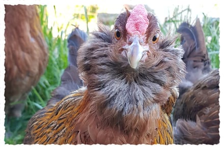 Appenzeller Barthuhn-Henne im Legekorb