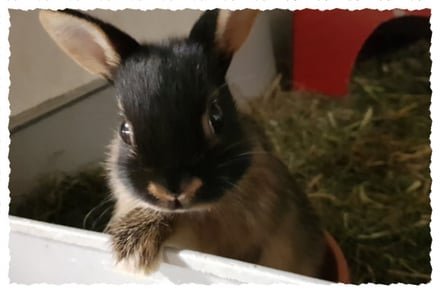 Foto eines Farbenzwerkaninchens im Stall