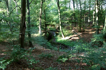 Foto: Frank Vincentz