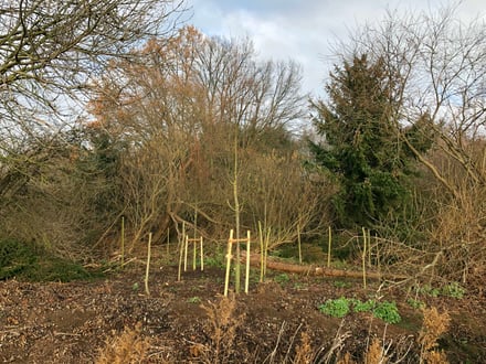 Gepflanzte Bäume mitten auf einer kleinen Lichtung