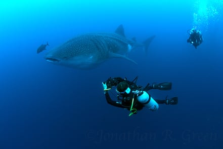 Galapagos Shark Diving - Diver taking photo of whale shark
