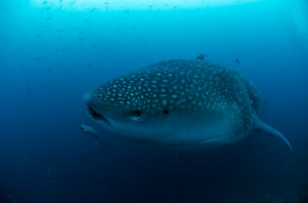 Galapagos Shark Diving - Whale Shark front