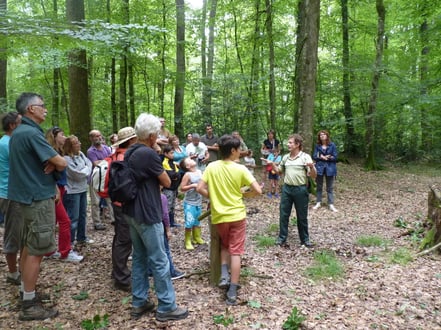 Sortie, randonnée, balade en forêt