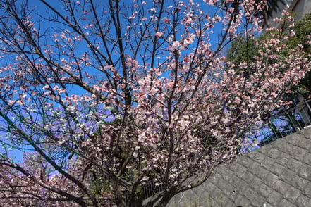 Ein Tablett mit edlen rohen Fleischstücken, Saucen sowie Salat und Reise als Beilage