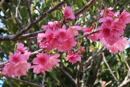 Ein Tablett mit edlen rohen Fleischstücken, Saucen sowie Salat und Reise als Beilage