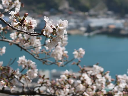 Gruppenreise mit Kirschblüten