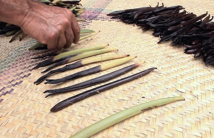 Vanilleschoten Reifeprozess Reifung Ernet Strohmatte