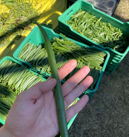 Vanilleschoten gruen Ernte