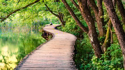 Wasser, Steg, Bäume