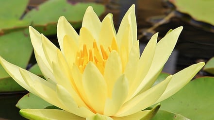 gelber Schmetterling