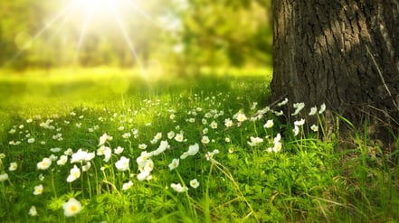 Wiese, Sonne, Baum, Blumen