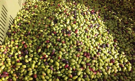 Olives italy harvest