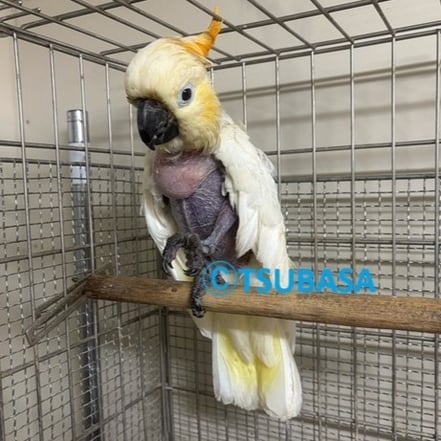 クック＠キバタン（NPO法人TSUBASA）