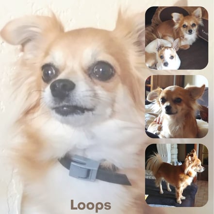 MILOU adopté en Octobre 2017