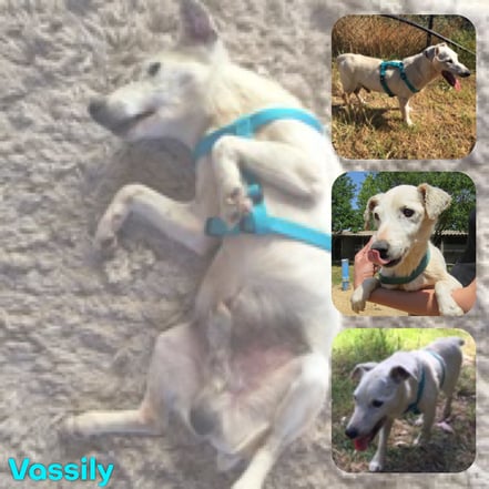 VASSILY adopté en Décembre 2019