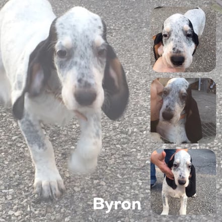 BYRON adopté en Mars 2017