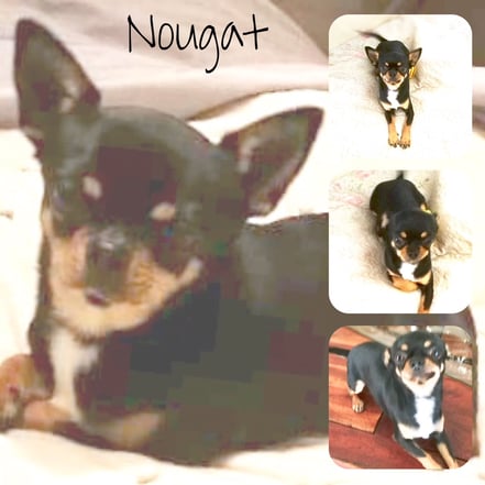 NOUGAT adopté en Avril 2019