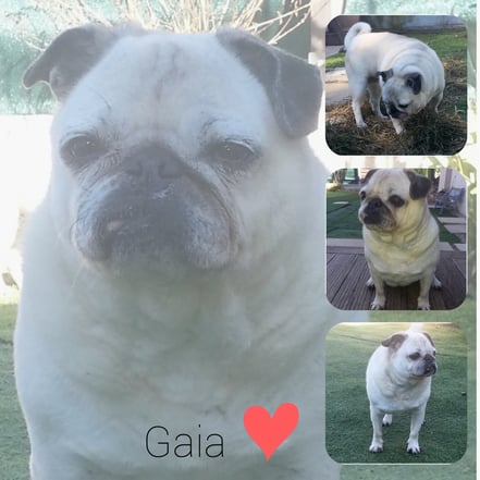GAIA adoptée en Avril 2019 - RIP 28/1/2024