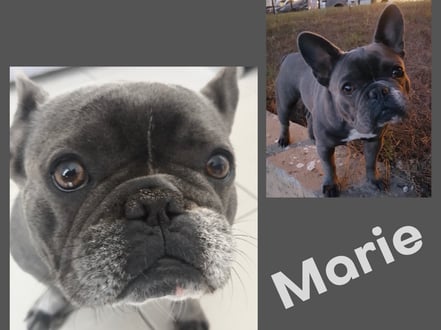 MARIE adoptée en Novembre 2017