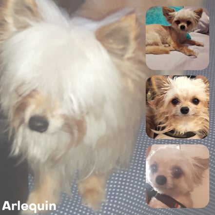 ARLEQUIN adopté en Septembre 2017