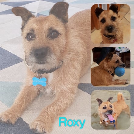 ROXY adoptée en Novembre 2019