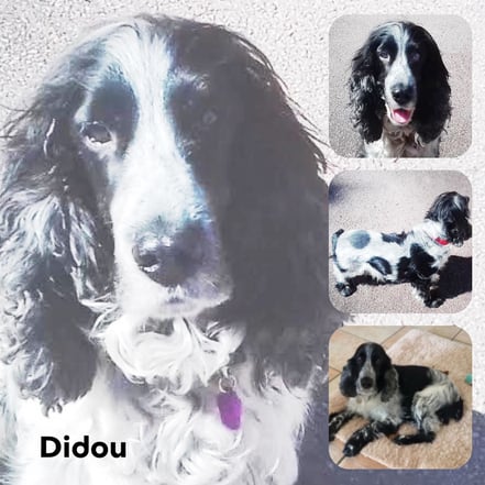 DIDOU adopté en Juillet 2017 - RIP