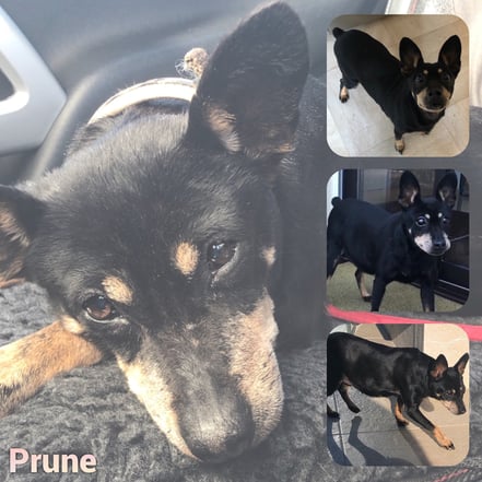 PRUNE adoptée en Mars 2019 - RIP 7/1/22
