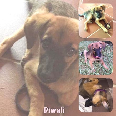 DIWALI adoptée en Avril 2019