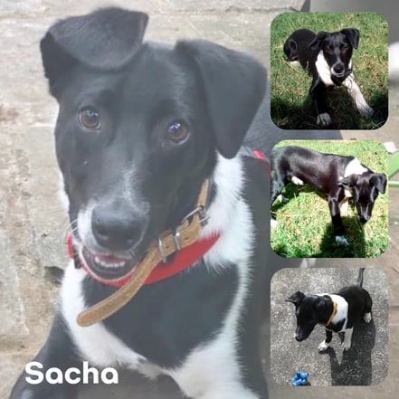 SACHA adopté en Septembre 2019