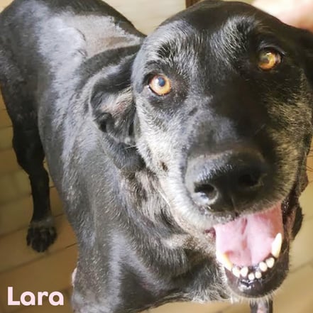 LARA adoptée en Juillet 2017