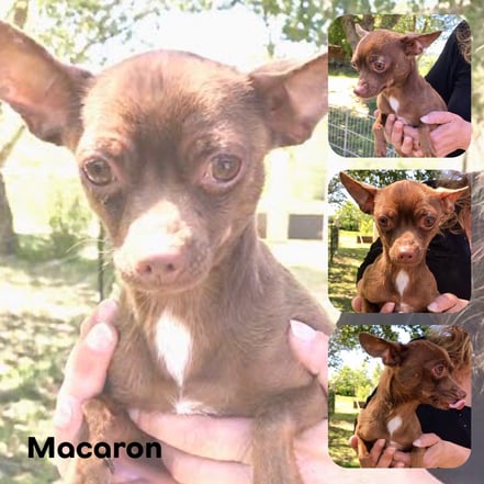 MACARON adopté en Septembre 2017