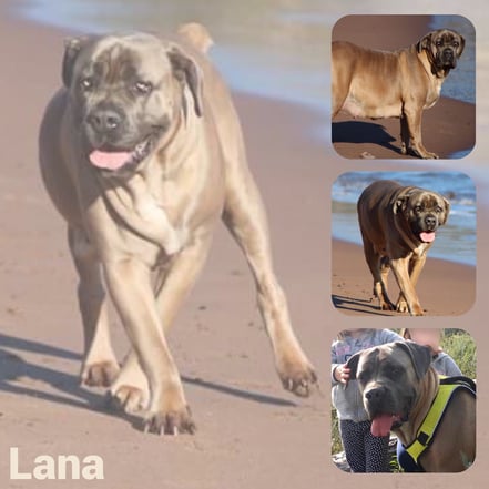LANA adoptée en Mai 2019