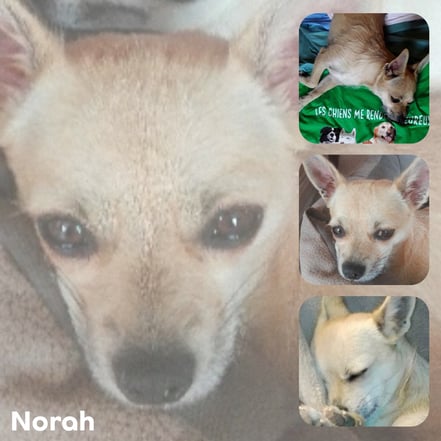 NORAH adoptée en Septembre 2017