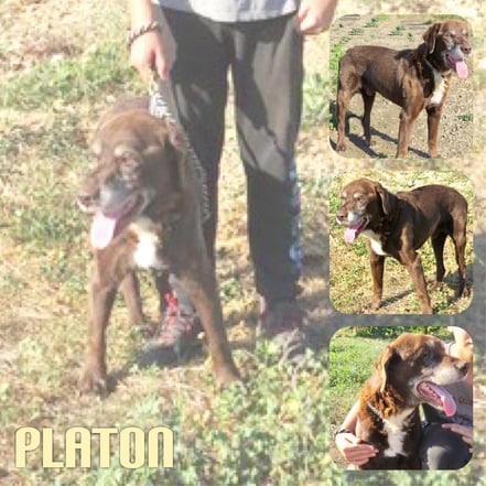 PLATON décédé le 17 Juin 2019