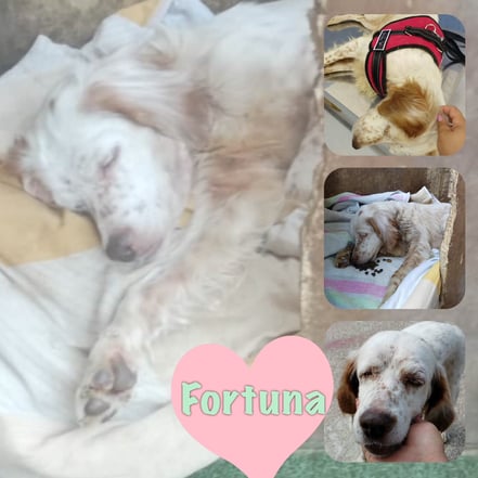 FORTUNA décédée en Février 2019