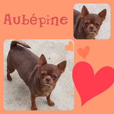 AUBEPINE adoptée en Mai 2019
