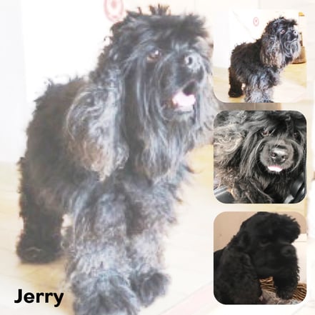 JERRY adopté en Juin 2017