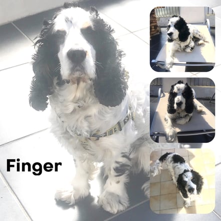 FINGER adopté en Avril 2019