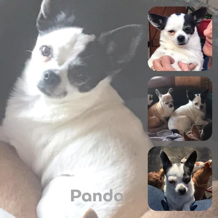 PANDA adoptée en Mai 2019