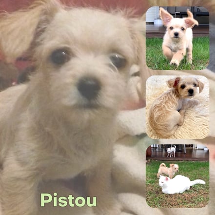PISTOU adopté en Novembre 2019