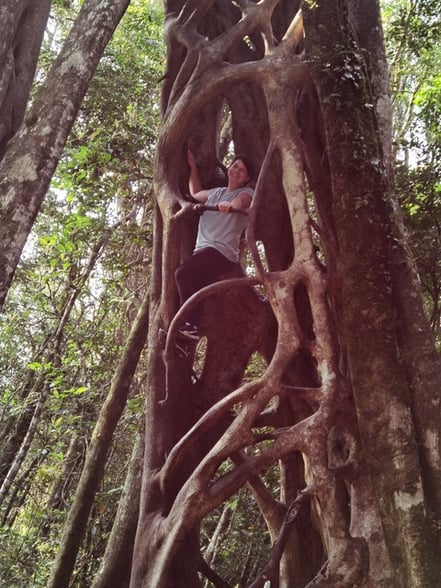 Hoch hinaus in Monteverde: Im Fiscus Baum klettern (Foto: Evi Burkhardt)